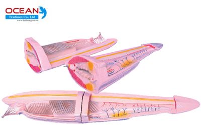 Mô hình lưỡng tiêm